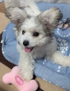 ゆみすけ 様のお迎えした子犬