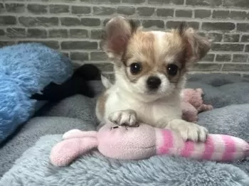 H.K 様のお迎えした子犬