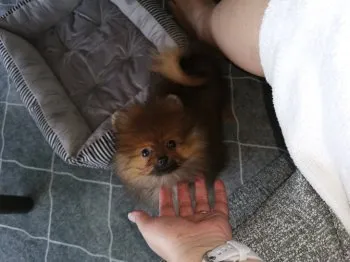 ぼー 様のお迎えした子犬