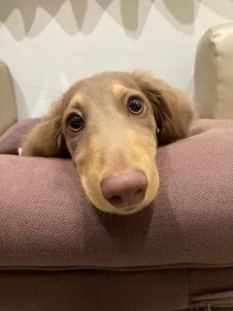 J.A 様のお迎えした子犬