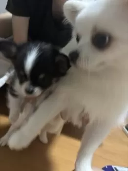 みい 様のお迎えした子犬