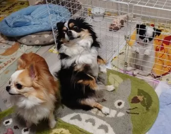さよちゃん 様のお迎えした子犬