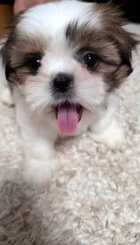 konkon 様のお迎えした子犬