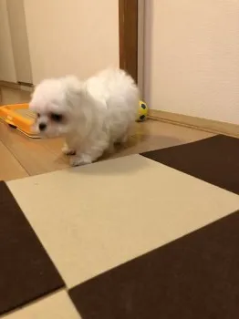 きなこもち 様のお迎えした子犬