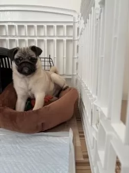 ずえ 様のお迎えした子犬