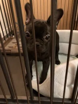 メルちゃん 様のお迎えした子犬