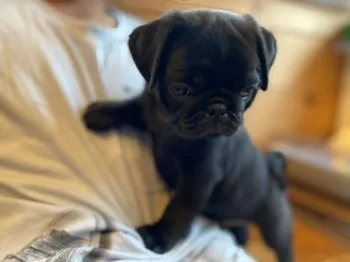 イチ犬 様のお迎えした子犬