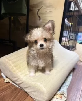 とも 様のお迎えした子犬