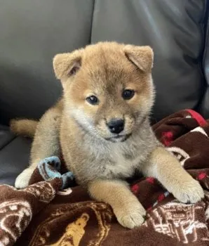 N.S 様のお迎えした子犬