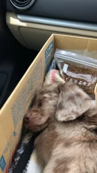 のぶさん 様のお迎えした子犬