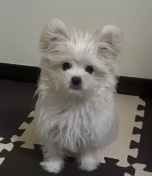 S 様のお迎えした子犬