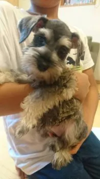 ひろ 様のお迎えした子犬
