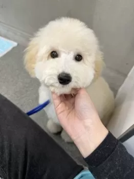 りん 様のお迎えした子犬