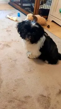 美和 様のお迎えした子犬