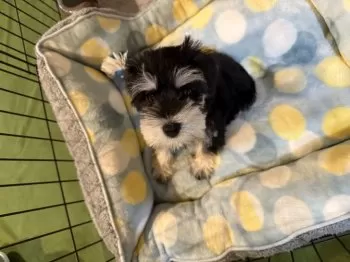 Y.M 様のお迎えした子犬