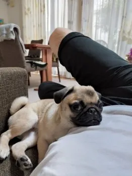 Y.E 様のお迎えした子犬