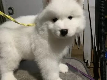 H.K 様のお迎えした子犬