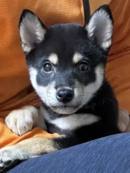 E.H 様のお迎えした子犬