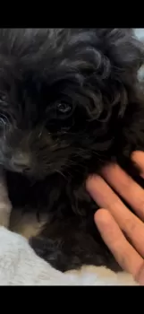R.N 様のお迎えした子犬