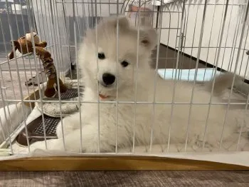 ゆたこ 様のお迎えした子犬