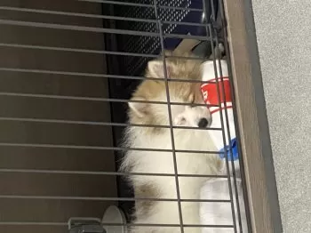 Y.T 様のお迎えした子犬