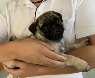 H.H 様のお迎えした子犬
