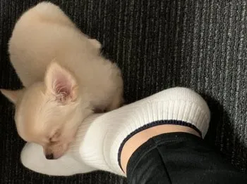 福井 様のお迎えした子犬
