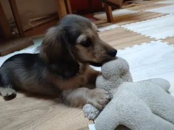 コットン 様のお迎えした子犬