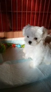 サクラ 様のお迎えした子犬