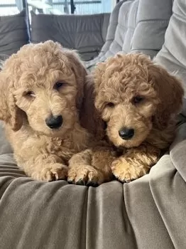 M.K 様のお迎えした子犬