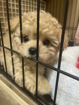 ぷにママ 様のお迎えした子犬