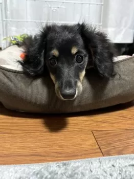 ひめちゃんママ 様のお迎えした子犬