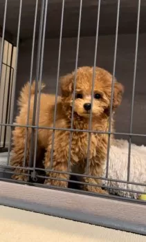 ふわぷー 様のお迎えした子犬