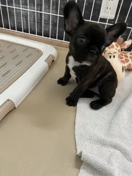 Y.H 様のお迎えした子犬