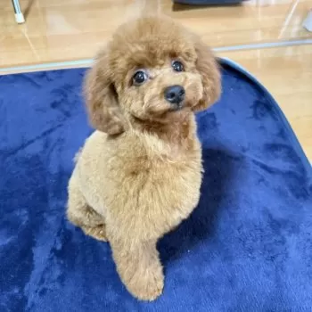 ひな 様のお迎えした子犬