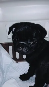あみ 様のお迎えした子犬