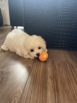 シュウ 様のお迎えした子犬