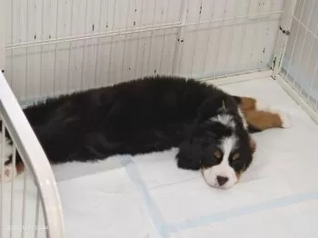 シュウ 様のお迎えした子犬