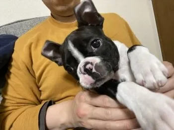 れいにー 様のお迎えした子犬