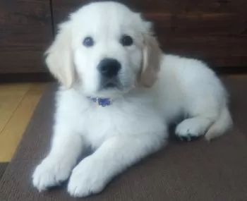 A.O 様のお迎えした子犬
