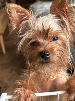 kazurin 様のお迎えした子犬