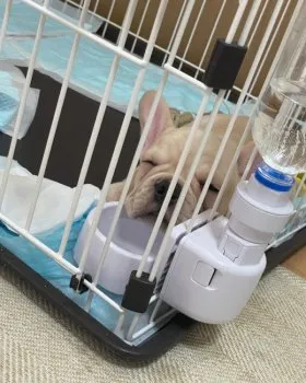 へいら 様のお迎えした子犬