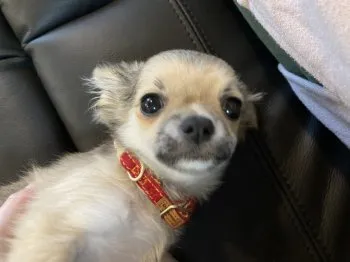 みん 様のお迎えした子犬