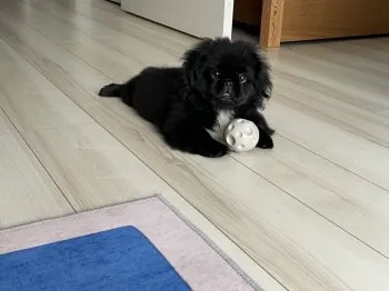 ふくしま 様のお迎えした子犬