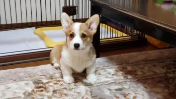 S.K 様のお迎えした子犬