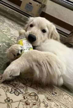 Y_RI 様のお迎えした子犬