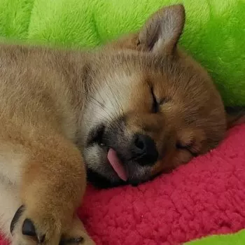 アザラシーバ 様のお迎えした子犬