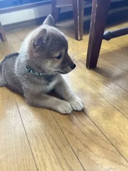 K.M 様のお迎えした子犬