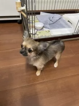 Y.N 様のお迎えした子犬