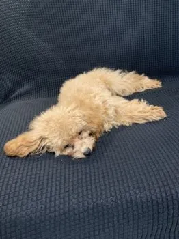 toko 様のお迎えした子犬